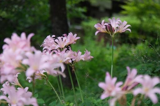 百合 百合 百合,ユリ,ピンクの写真素材