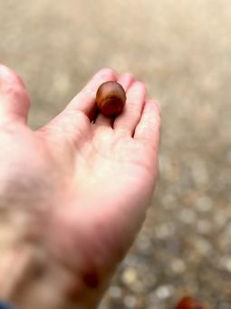 どんぐり 公園,どんぐり,秋の写真素材