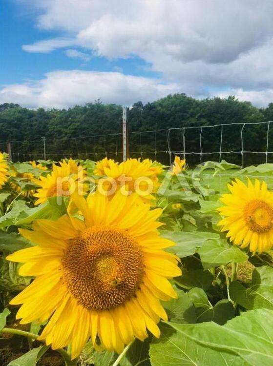 たくさんのひまわり ひまわり,自然,夏の写真素材