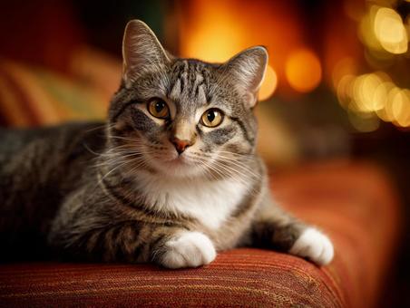 ソファの上の猫 ソファの上の猫の写真