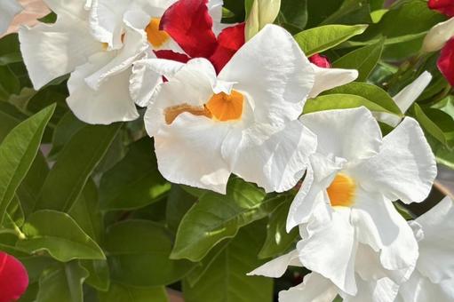 サンパラレルの花 サンパラレルの花 植物,花,ツル植物の写真素材