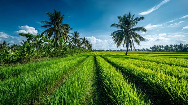 夏の田園風景：生命力あふれる広大な稲穂の写真