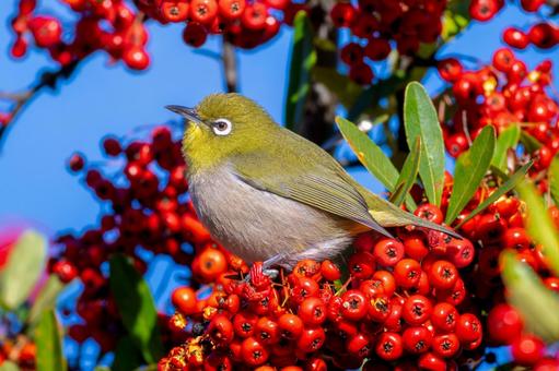Pyracantha and Japanese White-eye, JPG