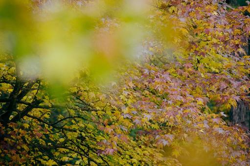 紅葉 紅葉 もみじ,椛,植物の写真素材