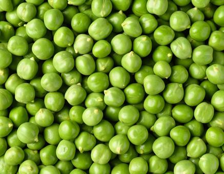 青えんどう豆の収穫 青えんどう豆の収穫の写真