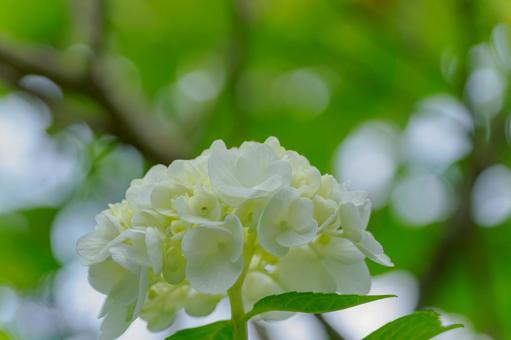 Hydrangea(94), JPG Hydrangea(94), JPG