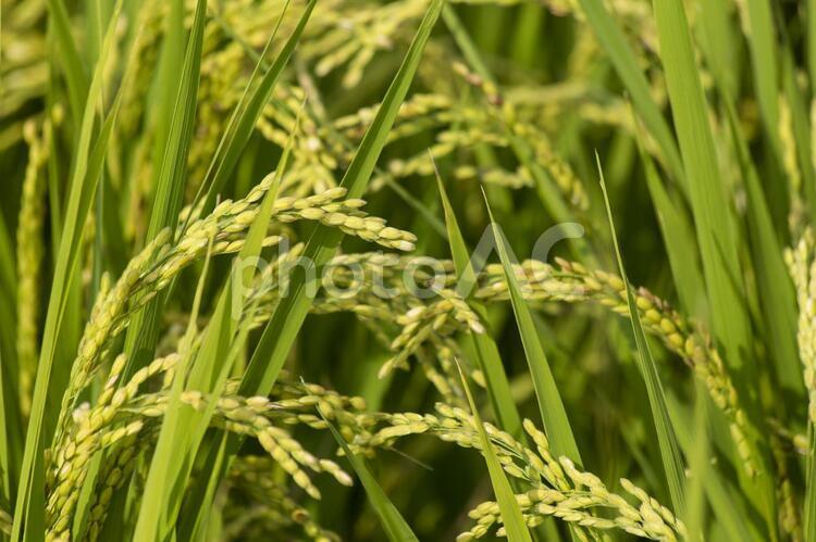 稲穂　 植物,田んぼ,稲の写真素材