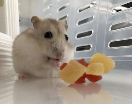 ごはんいただきます！ハムスターのデザート ハムスター,小動物,癒やしの写真素材