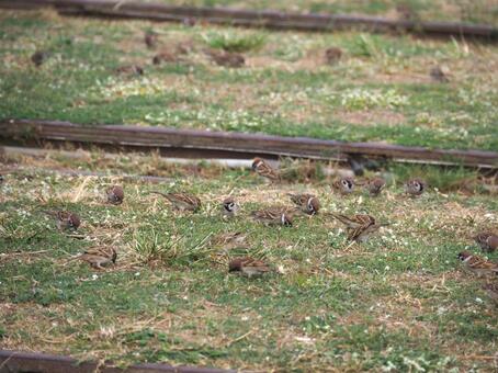 台湾 高雄 哈瑪星鉄道文化園区16 雀,スズメ,線路の写真素材