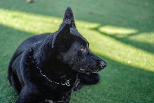 幸せな保護犬 幸せな保護犬の写真
