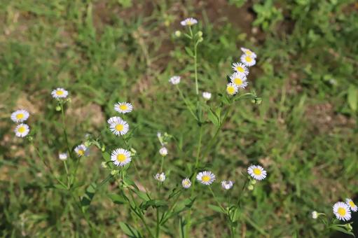 ヒメジョオンの花の写真