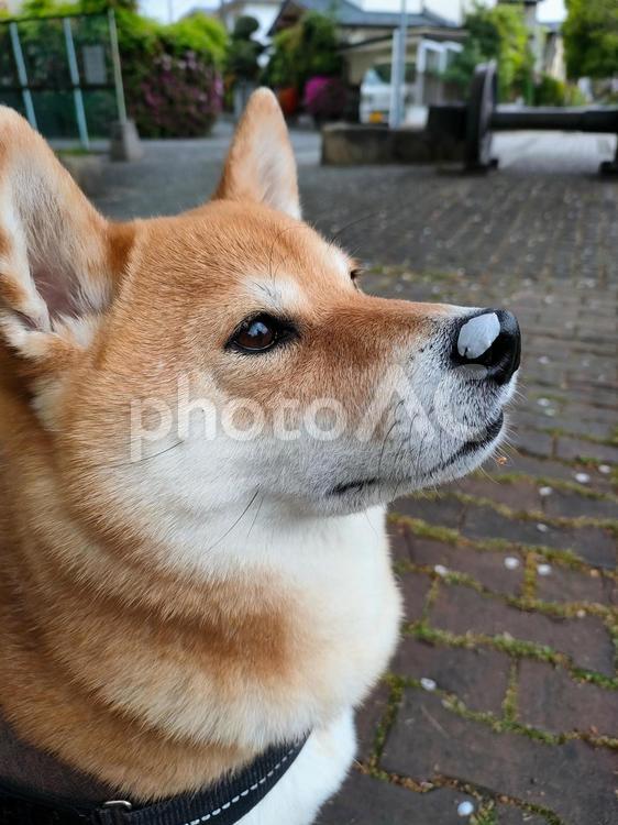 鼻に桜の花びらを付けてお澄まし顔の柴犬 犬,柴犬,shibainuの写真素材