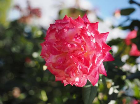 バラ園にて明るい薔薇を撮影しました 花,薔薇,花びらの写真素材