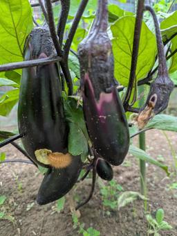 Eggplant and caterpillar, JPG Eggplant and caterpillar, JPG