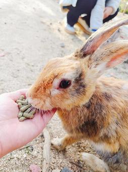大久野島のうさぎ うさぎ,動物,大久野島の写真素材
