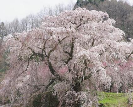 又兵衛桜 又兵衛桜の写真