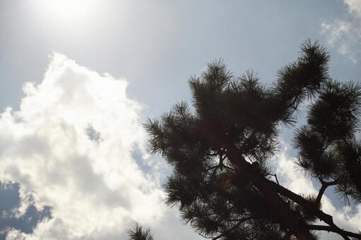 夏の日の松と雲 夏の日の松と雲の写真