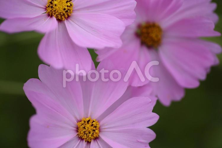 寄り添う秋桜たち コスモス,接写,ピンクの花の写真素材