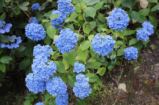 あじさい72 あじさい72 あじさい,紫陽花,アジサイの写真素材