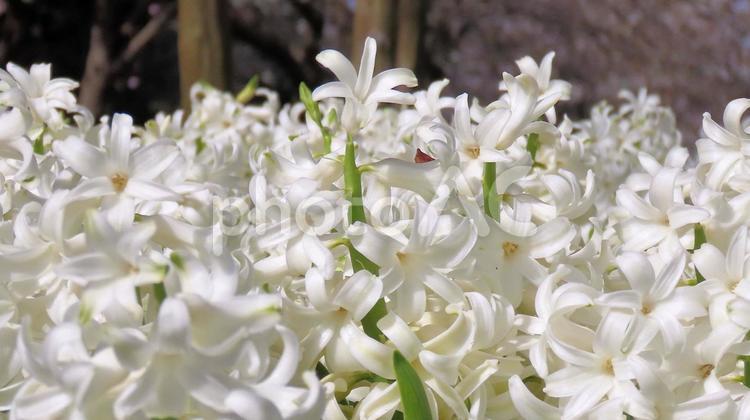 春の花壇　真っ白なヒヤシンス ヒヤシンス,春,花の写真素材