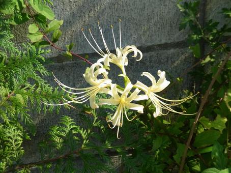 住宅の庭先に咲く白いヒガンバナ 住宅の庭先に咲く白いヒガンバナ ヒガンバナ,花,植物の写真素材