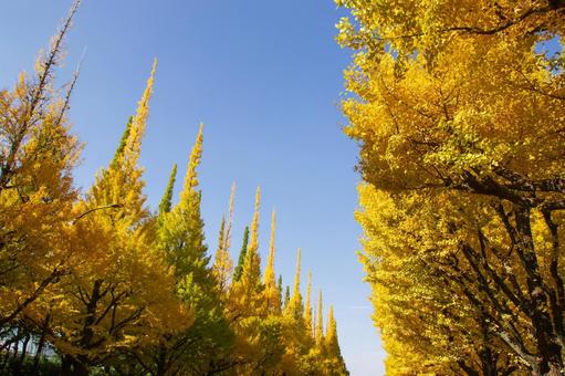 明治神宮外苑 いちょう並木 明治神宮外苑,東京,秋の写真素材