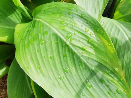 雨に濡れた大きな葉の写真