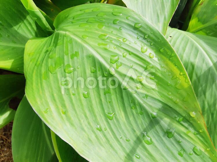 雨に濡れた大きな葉 濡れた,水滴,葉の写真素材