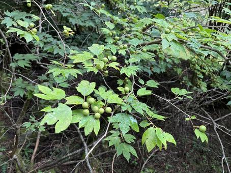 シロモジ シロモジ シロモジ,実,落葉低木の写真素材