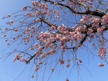 さくら さくらの写真