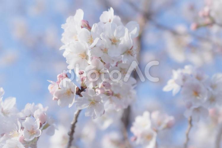 桜　さくら　青空　ハイキー 桜,春,花の写真素材