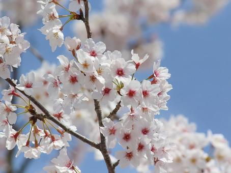 桜 桜の写真