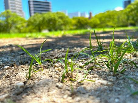 都会の中に雑草の写真