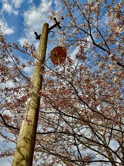 レトロ桜の写真