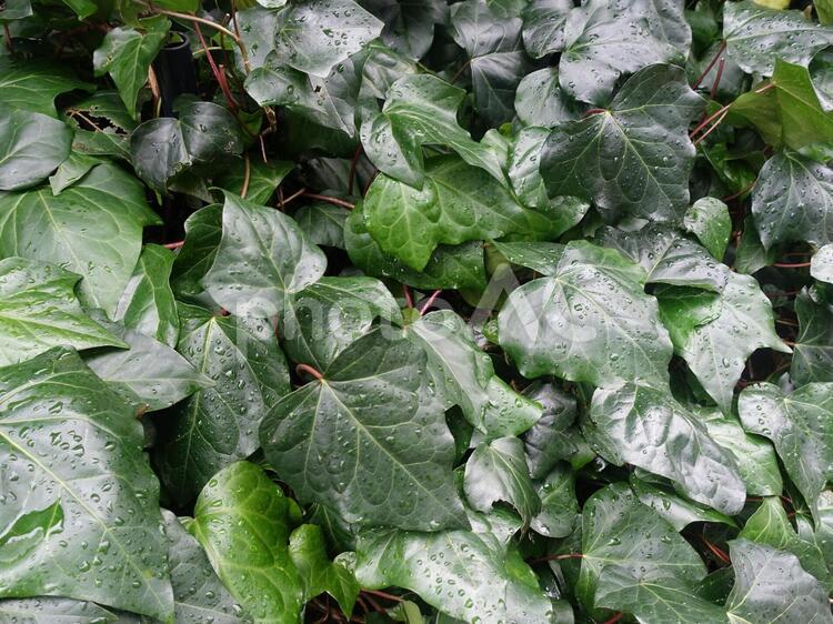 雨に濡れた緑色の植物 植物,雫,水滴の写真素材