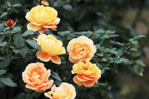 オレンジのバラ（ケニギンベアトリックス） ばら,バラ,薔薇の写真素材