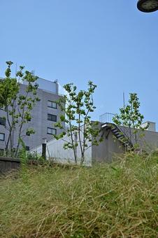 青空の上に伸びる緑の草木 青空,草木,清々しいの写真素材