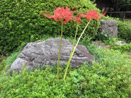 彼岸花 彼岸花の写真