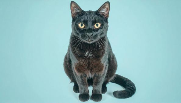 黒猫 黒猫の写真