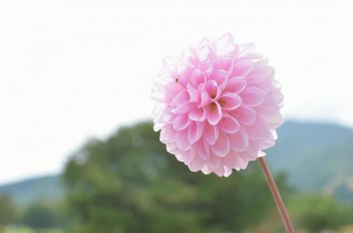 ダリア ダリアの写真
