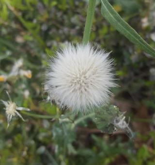 東京郊外の小さないのち 雑草,自然,道端の写真素材