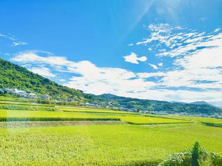 田んぼ 田んぼ 田んぼ,田舎,自然の写真素材