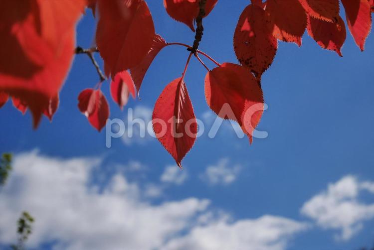 紅葉　街の風景　空 紅葉,もみじ,青空の写真素材