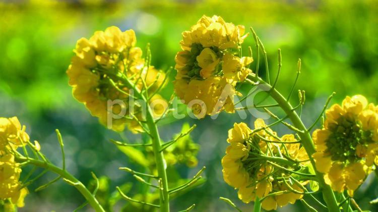 冬の菜の花畑 背景,菜の花,畑の写真素材
