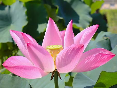 ハスの花 アップ ハスの花 アップの写真