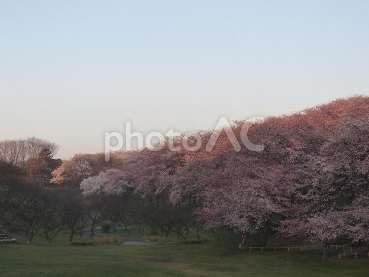 横浜の桜と青空公園 桜,染井吉野,そめいよしのの写真素材