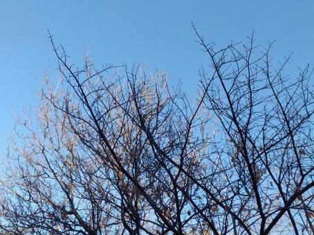 枯れ木 木,枝,枯れ木の写真素材