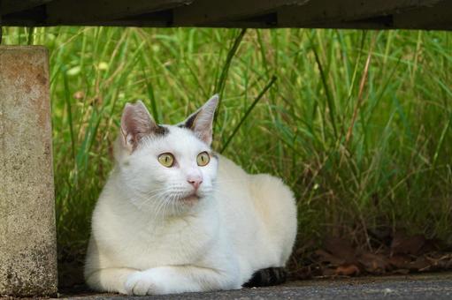 ベンチの下でくつろぐシロキジネコ ベンチの下でくつろぐシロキジネコの写真