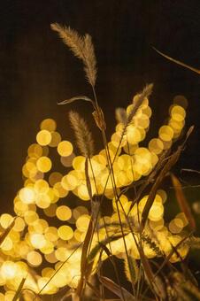 イルミネーション イルミネーション,大阪,冬の写真素材