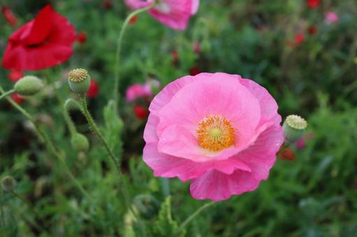 flower, JPG flower, JPG